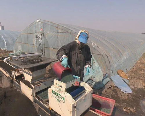 我市水稻工厂化育秧全面展开 促进稻谷生产提质增效