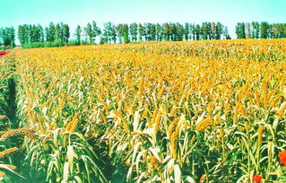 蓝天碧水好生态 绿色品牌靓龙江稻谷