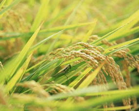 从一粒稻谷到秋天的奇遇 亲子大鹏半岛一日游