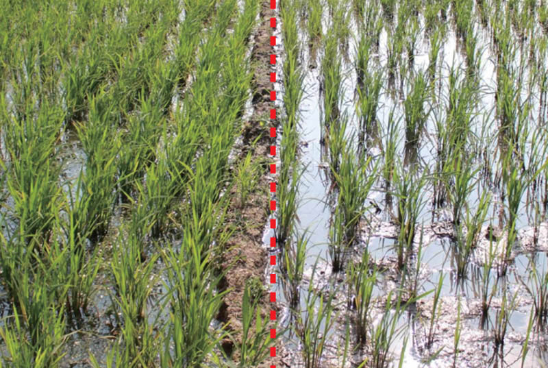 守护饭碗安全 从稻谷生产到储存的全程保障策略