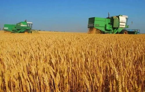 面粉与稻谷的现代之旅 添加剂背后的食品工业逻辑