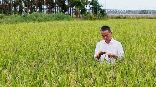 乐东三十余种特色产品亮相冬交会，稻谷飘香展现农业魅力