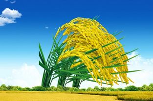 稻谷市场困境与改革 破解水稻产业危机的路径探析