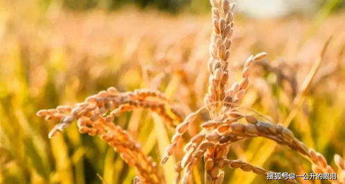 稻熟秋收入诗来——十首吟咏田间稻谷的农家诗词