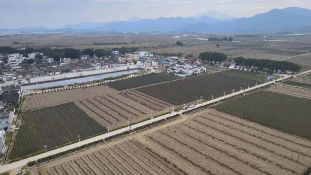 联村公司“跨村运营”破局，海丰赤坑稻谷飘香里的乡村振兴新路径