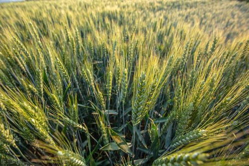 粮价格局生变 玉米跌势趋缓，小麦加速上涨，稻谷行情能否迎来反弹？