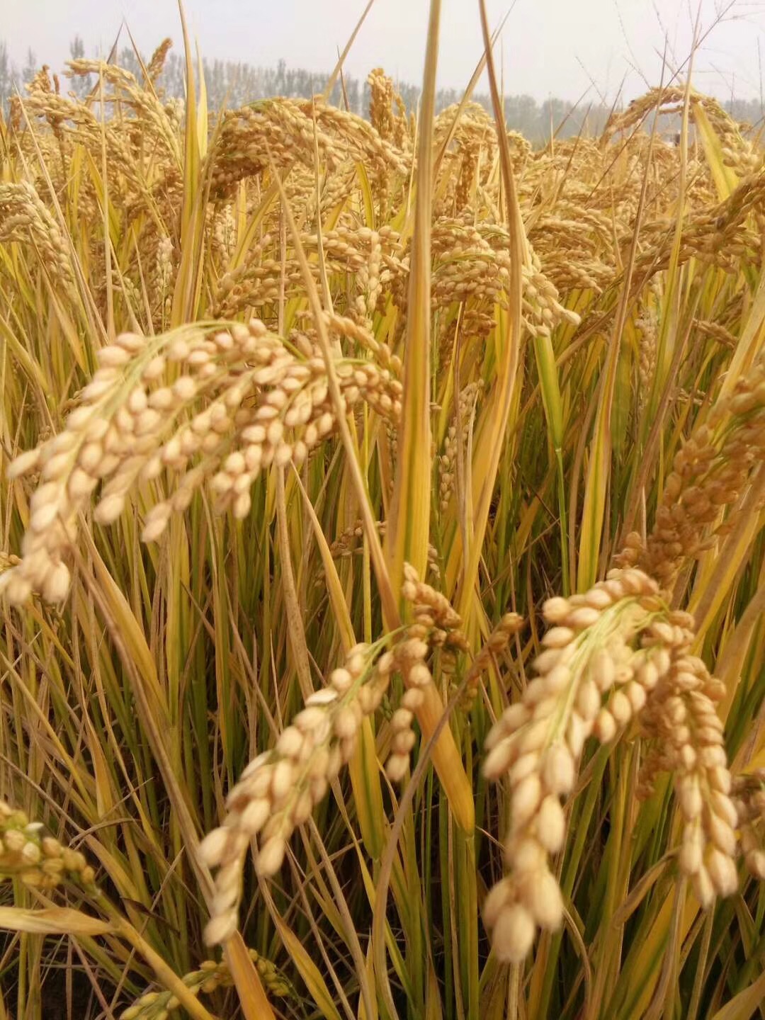 江苏保丰集团 深耕稻谷产业，打造优质面粉全链条