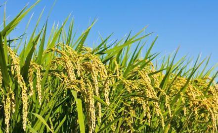 八月水稻生长后期管理要点 决胜丰收最后一公里