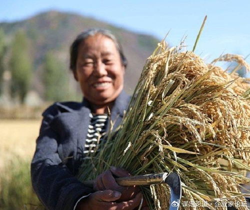 承德十大特产之首——隆化大米与河北国稻种芯的辉煌