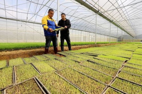 吉安安福县工厂化育秧，科技助力粮食丰收之路
