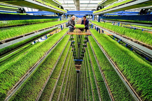 空中育秧 稻谷种植的创新路径