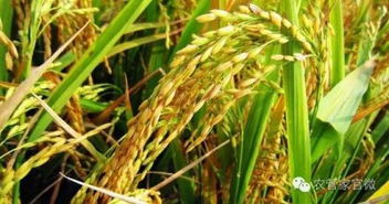 稻谷价格整体稳定，后市或稳中有涨