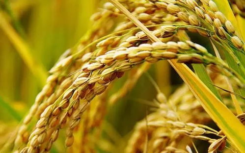 周日农家乐 体验稻谷收割，尽享农趣与美食