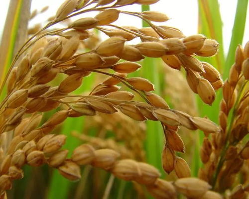 黑龙江启动中晚稻托市收购政策，首批委托收购库点名单公布