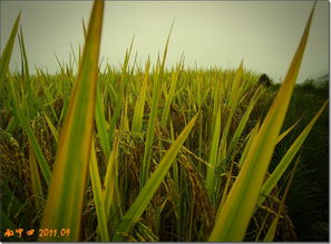 金秋稻谷香，丰收正当时