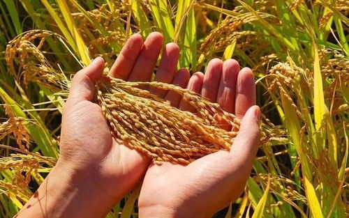 丰收在即，稻香四溢 水稻用药效果关键期解析